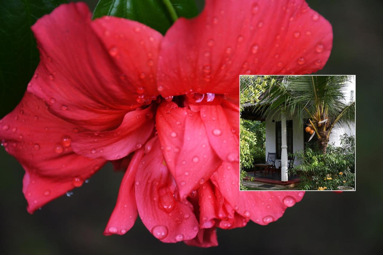 Bay Hill Guest House Tangalle Exteriér fotografie